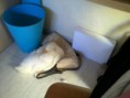 /album/fotogaleria-patito/a2012-03-11-12-15-21-jpg/